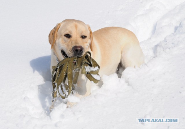 Нападение бойцовой собаки. 18+