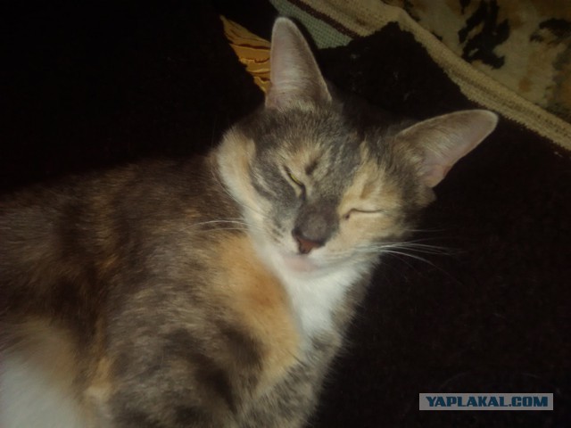 Котовторник