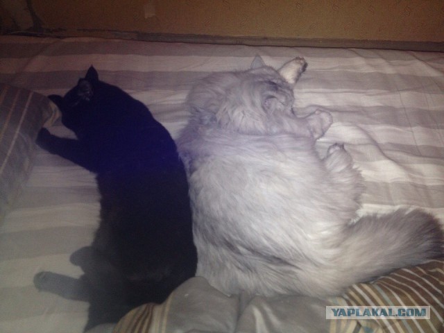 Самые популярные клички кошек и котов