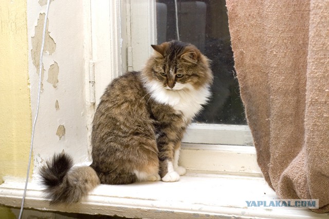 Жизнь домашнего приюта для котеек 107