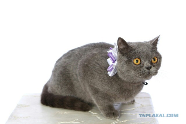 Котовторник 19.04.2016