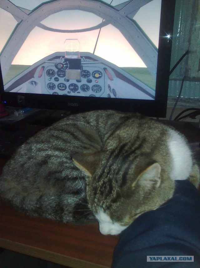 Котовторник 15.11.2016