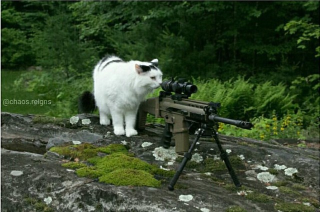 Коты из сети