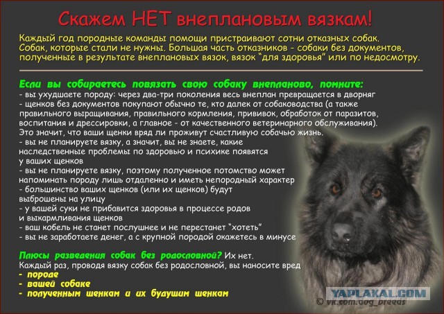 Верховный суд вынес смертный приговор всем бездомным животным России