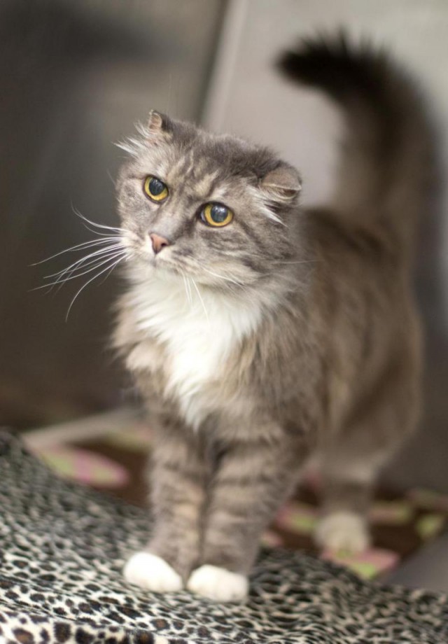 Коты и Кошки
