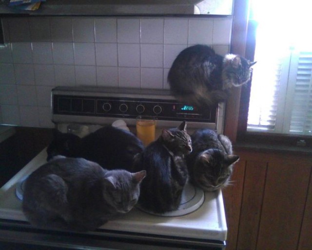 Коты и Кошки