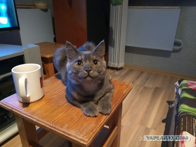 Котовторник 30.05.2017