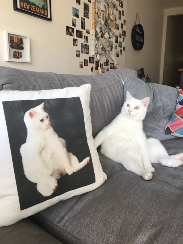 Коты и Кошки