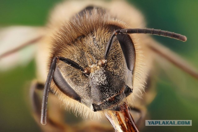 Макро портреты  «extreme macro»