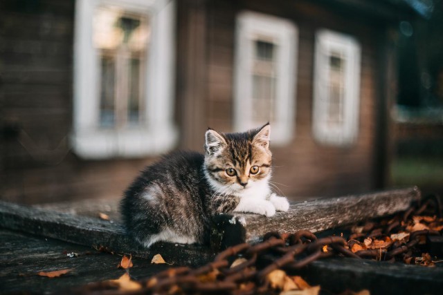 Коты и Кошки