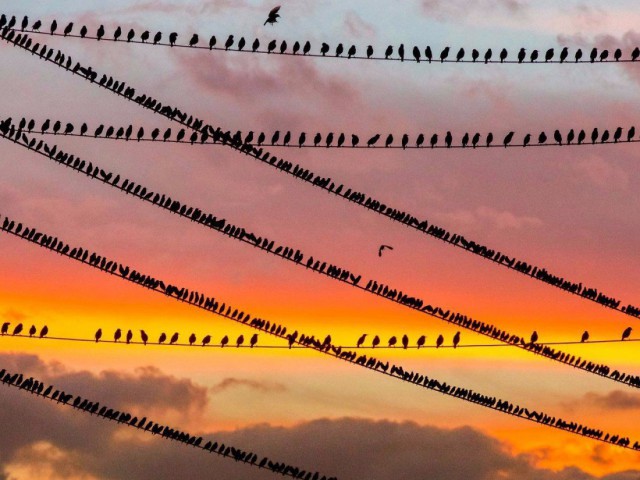 Подборка забавных животных