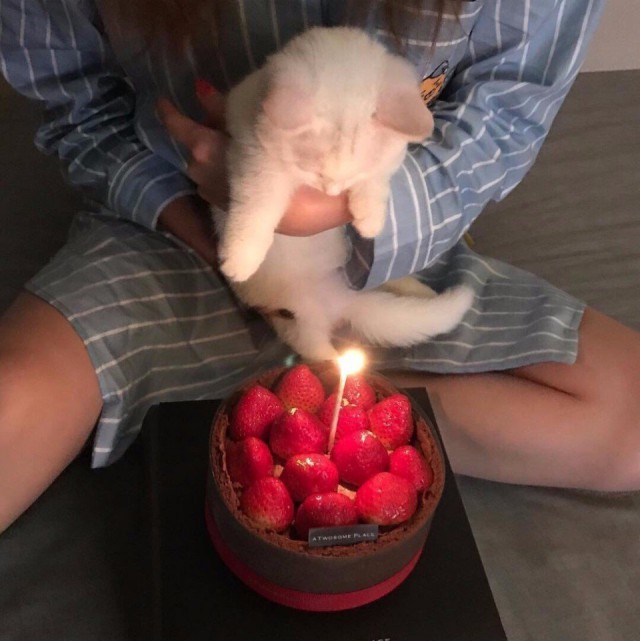 Коты и Кошки