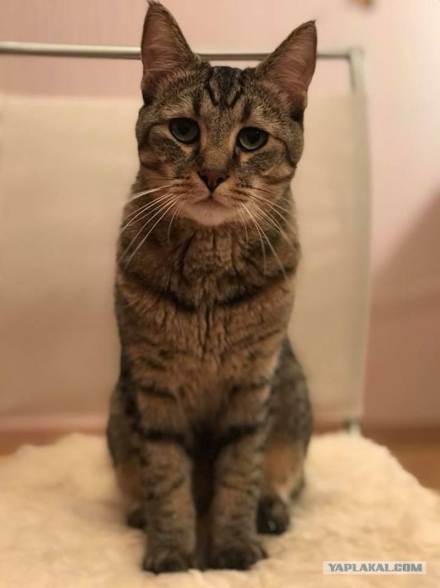 Котовторник  05.12.2017
