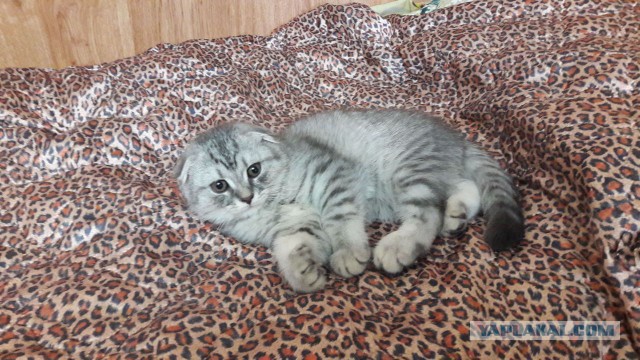 Котовторник  19.12.2017