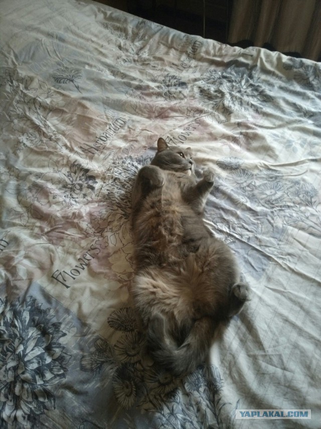Котовторник 20.02.18