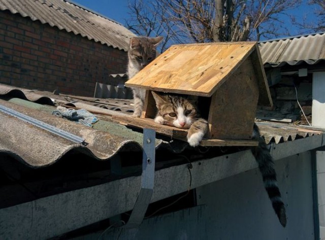Прикольных котов пост