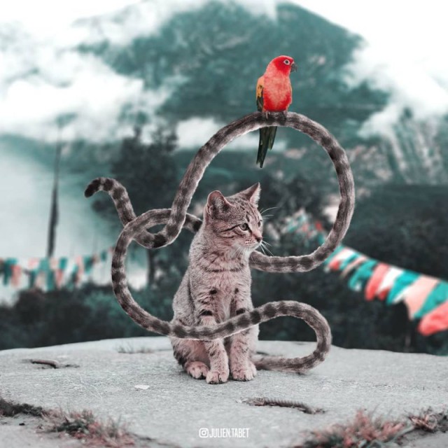 Я все понял. О кошаках