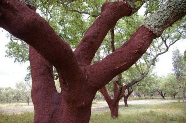 Из чего и как делают пробку