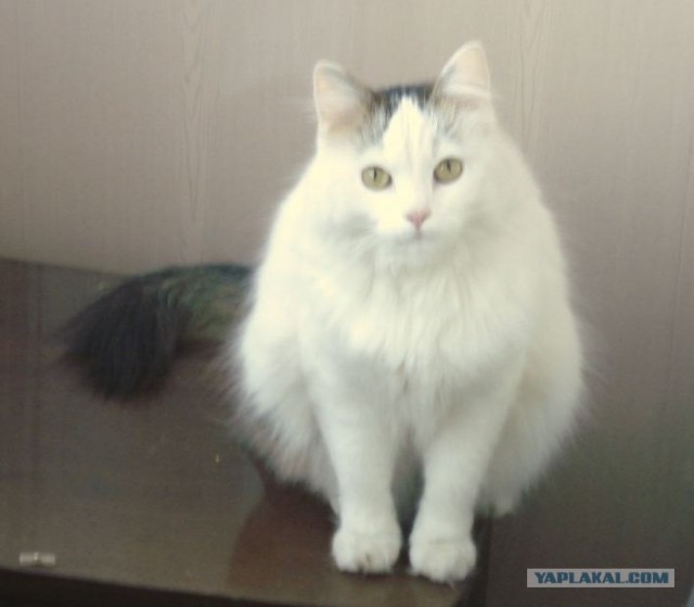 It's Catursday Fever! (Котовторник)