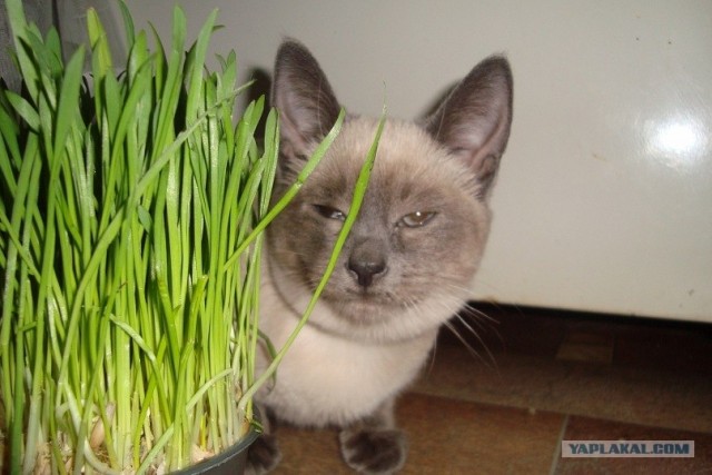 Котовторник  07.06.11