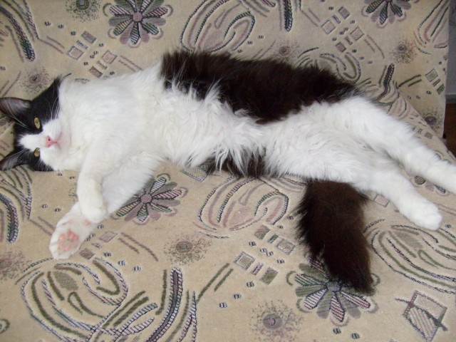Котовторник (31.01.2012)