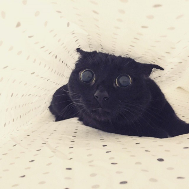 Немного милоты