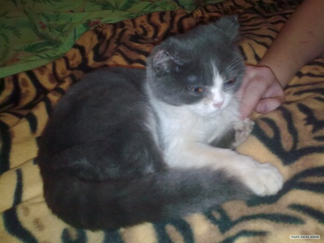 Котовторник  от 3.04.2012