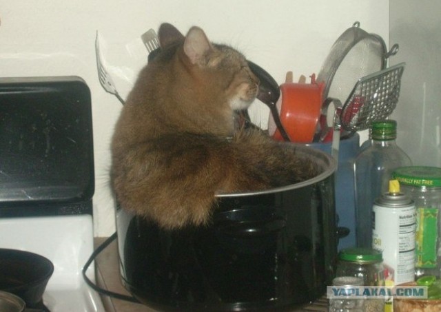 Котовторник 17.04.2012