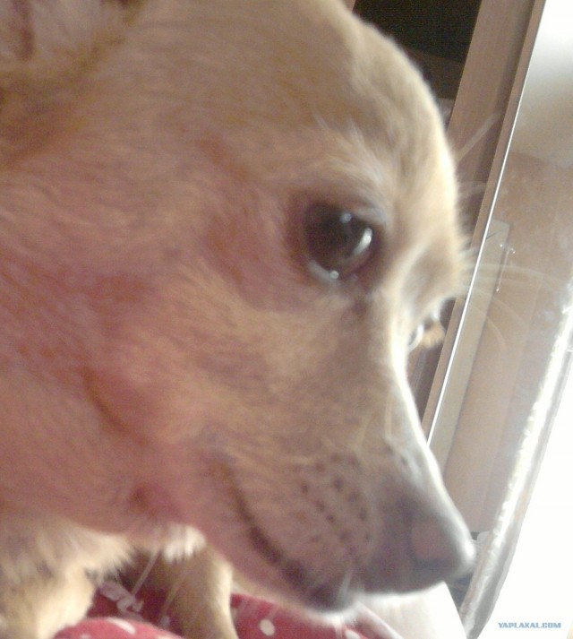 СобакоСреда 30.05.2012