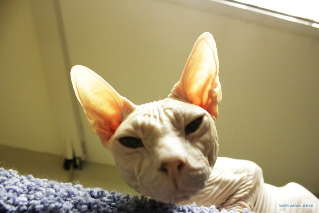 Котовторник 11.09.2012