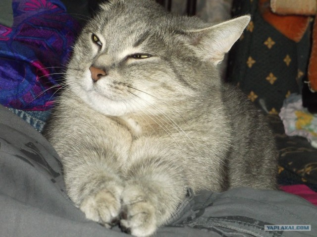 Котовторник 30.10.2012