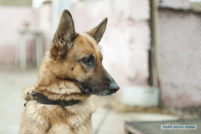 Собакочетверг