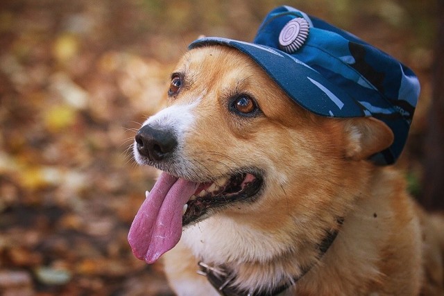 Живность из сети