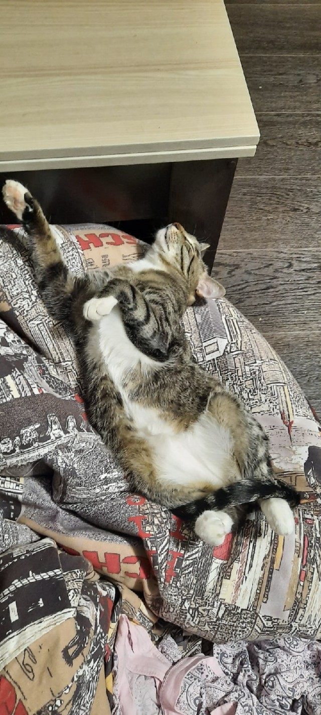 Коты, которые нас порадовали!