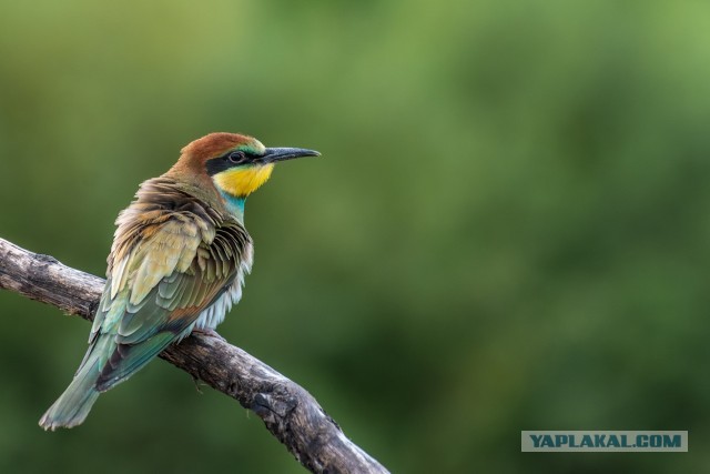 20 необычайно красивых и удивительных птиц, о которых вы, возможно, даже не слышали