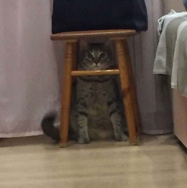 Эти забавные животные