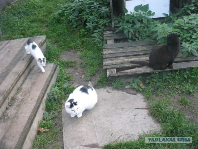 Жизнь домашнего приюта для котеек 312