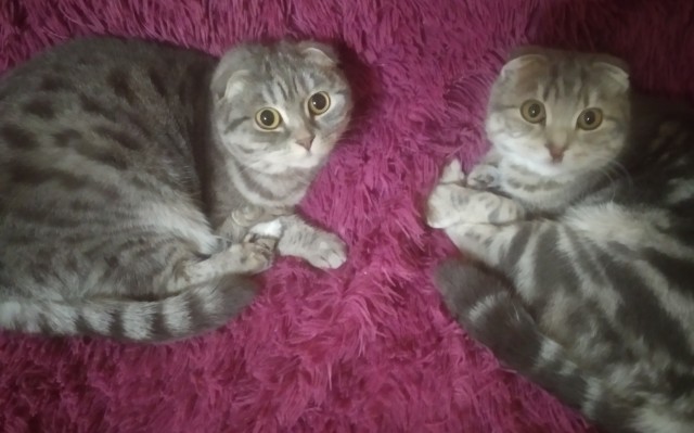 Котёнок для Снегурочки