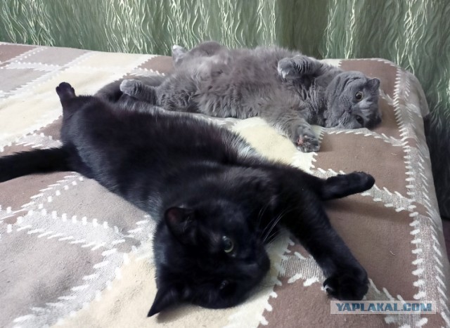 Котовторник. Добавляйте своих