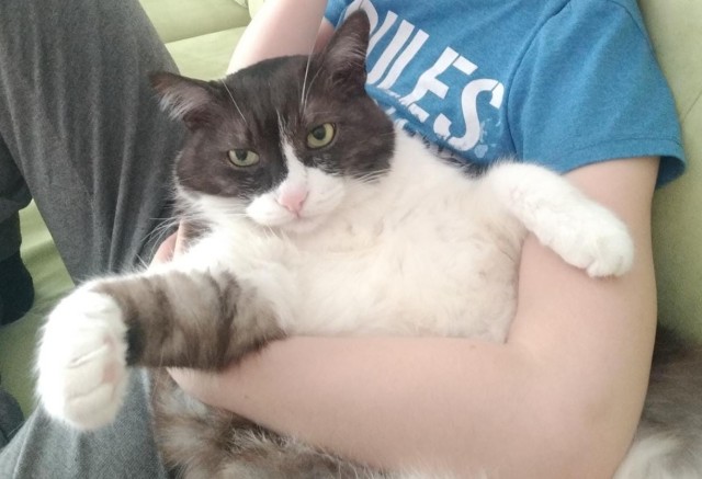 Котовторник же!
