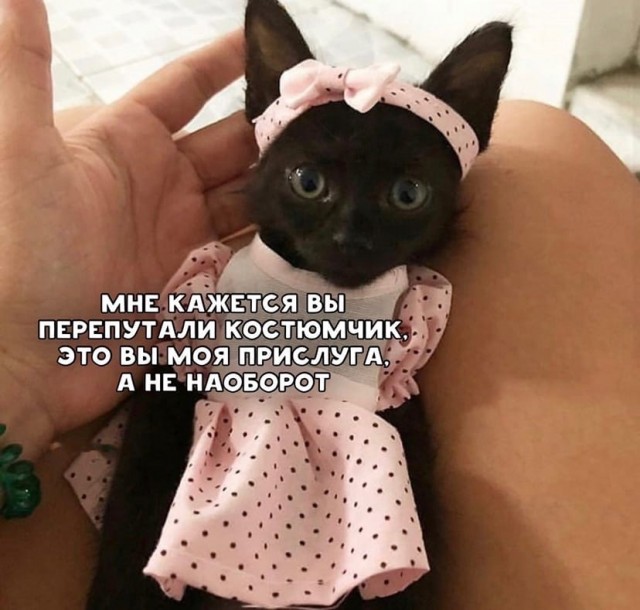 Картинки о животных, прямо и косвенно