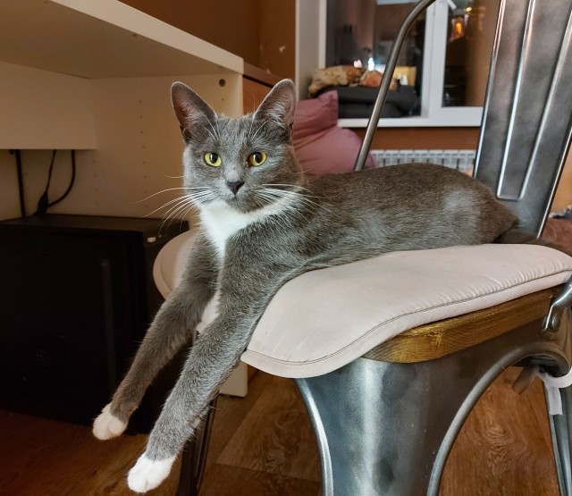 Котовторник же очередной