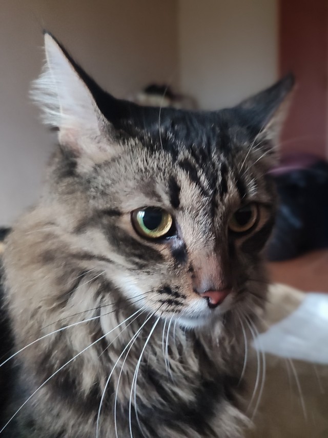 Мои личные котейки к котовторнику!