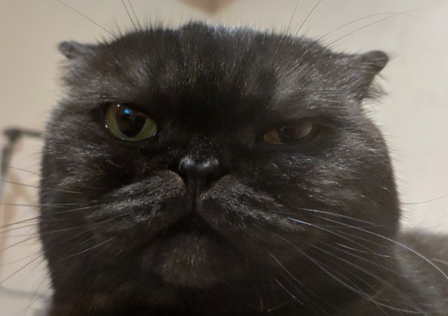 Котовторник 28.09.21