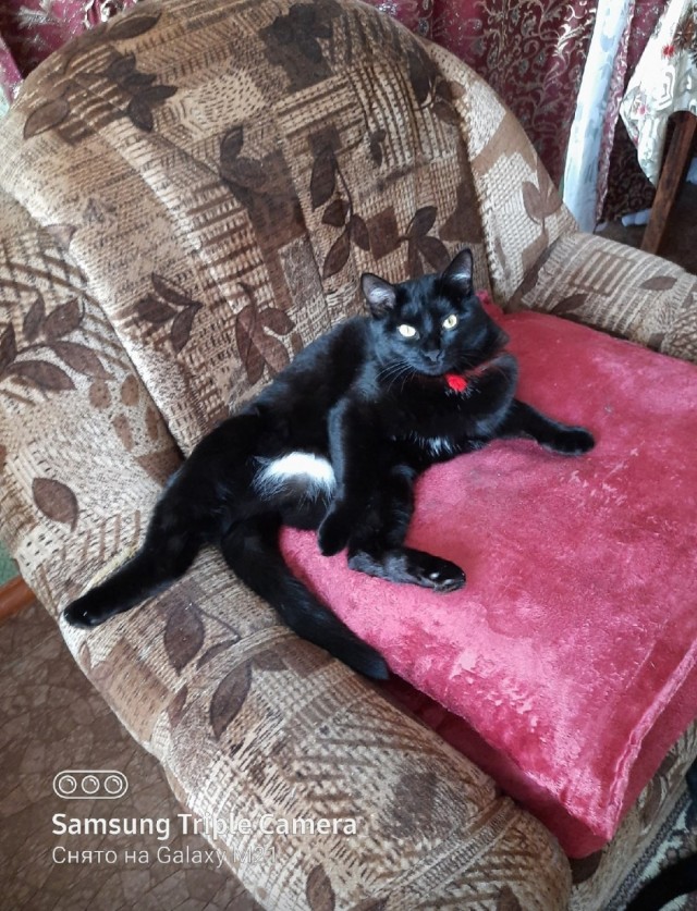 Котовторник 28.09.21