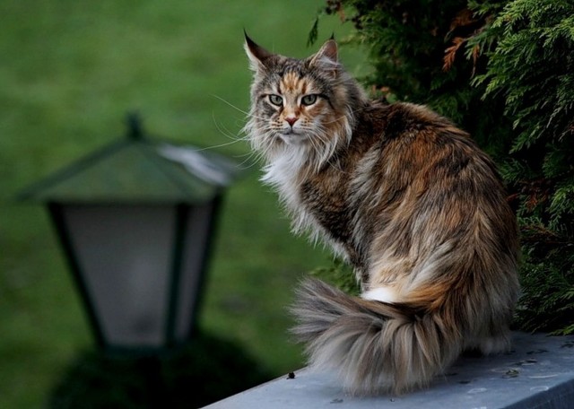 Котовторник так котовторник