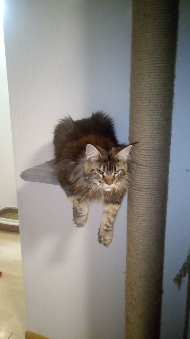 Котовторник - по расписанию!