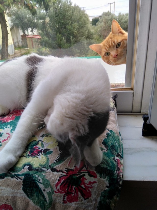 Не буду я ждать котовторника!