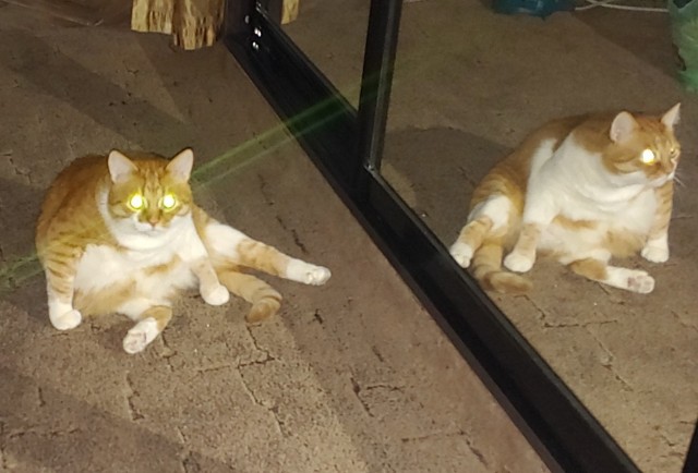 Вариант кота с лампой