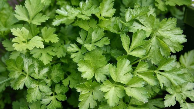 Мяско порезать на шашлык чтоб (с)